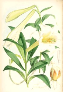 Lillies Monograph 26