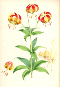 Lillies Monograph 27