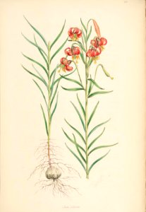 Lillies Monograph 24