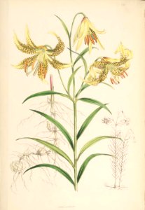 Lillies Monograph 23