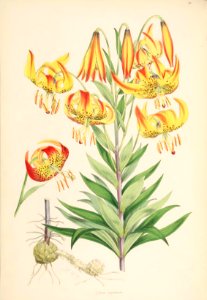 Lillies Monograph 22
