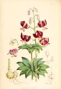 Lillies Monograph 21