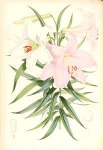 Lillies Monograph 20