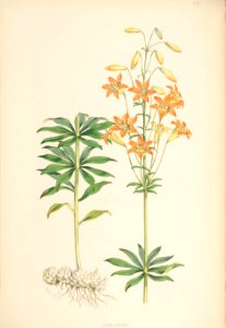 Lillies Monograph 25