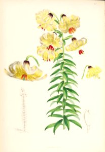 Lillies Monograph 19