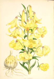 Lillies Monograph 18