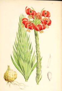 Lillies Monograph 16