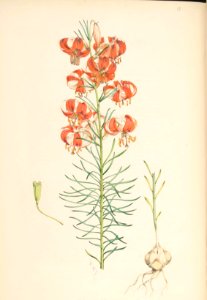 Lillies Monograph 15