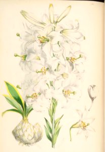 Lillies Monograph 14