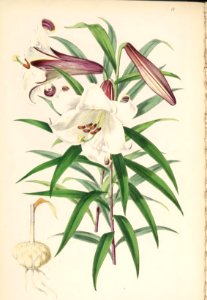 Lillies Monograph 17