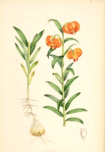 Lillies Monograph 13