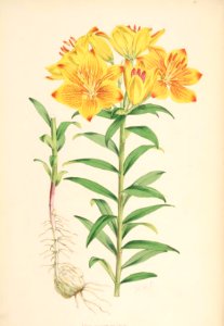 Lillies Monograph 12