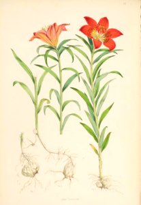 Lillies Monograph 11
