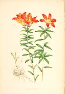 Lillies Monograph 10
