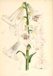 Lillies Monograph 09