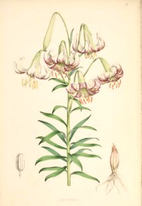 Lillies Monograph 08