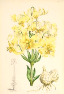 Lillies Monograph 06