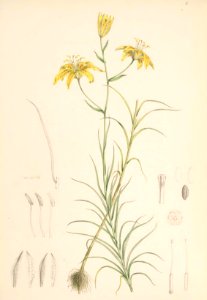 Lillies Monograph 07