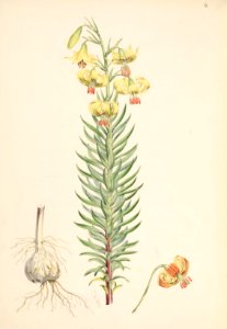Lillies Monograph 05