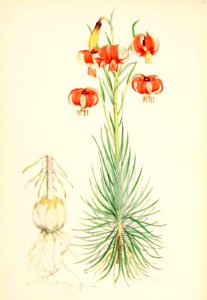 Lillies Monograph 03