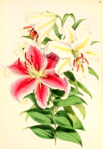 Lillies Monograph 04