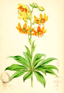 Lillies Monograph 02