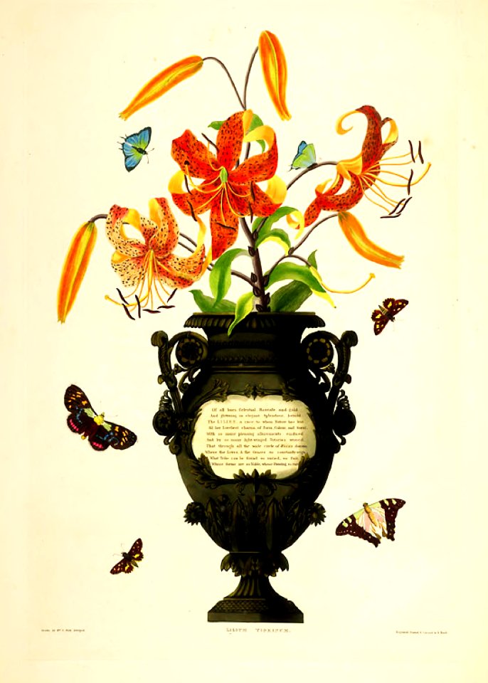 Hexandrian Plants Plate 51