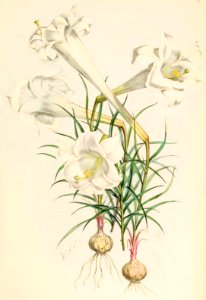 Lillies Monograph 01