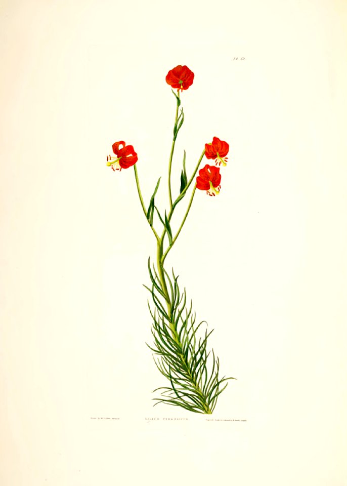 Hexandrian Plants Plate 49