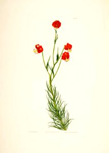 Hexandrian Plants Plate 49