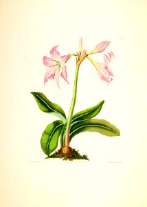 Hexandrian Plants Plate 48