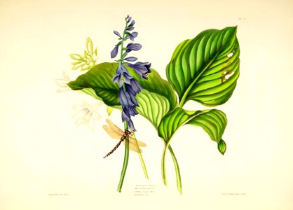 Hexandrian Plants Plate 50