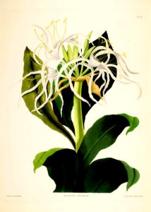 Hexandrian Plants Plate 47