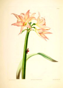 Hexandrian Plants Plate 44