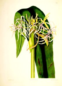 Hexandrian Plants Plate 43