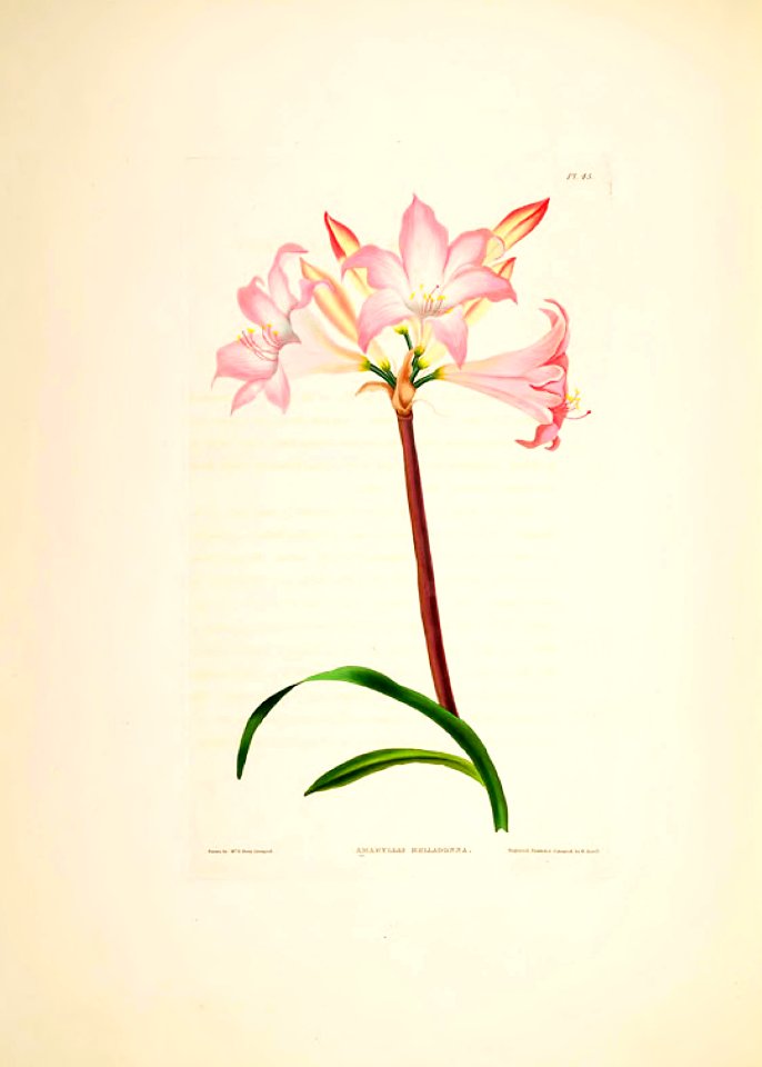 Hexandrian Plants Plate 45