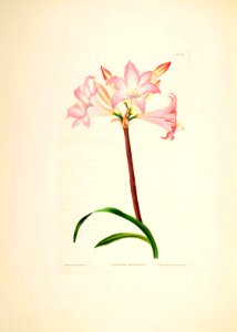 Hexandrian Plants Plate 45