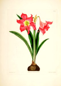 Hexandrian Plants Plate 41
