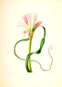 Hexandrian Plants Plate 42