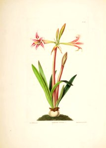 Hexandrian Plants Plate 40