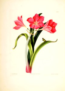 Hexandrian Plants Plate 39