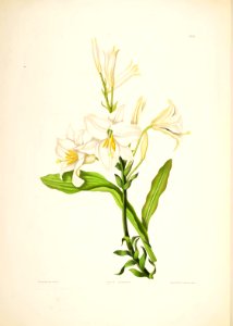 Hexandrian Plants Plate 38