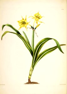 Hexandrian Plants Plate 37