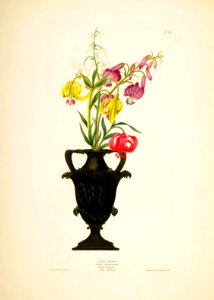 Hexandrian Plants Plate 36