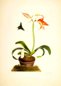 Hexandrian Plants Plate 35