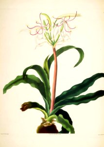 Hexandrian Plants Plate 34