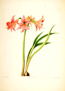 Hexandrian Plants Plate 33