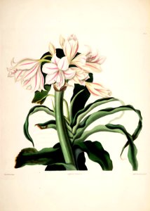 Hexandrian Plants Plate 32