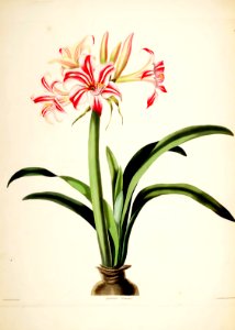 Hexandrian Plants Plate 31