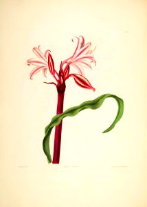 Hexandrian Plants Plate 29